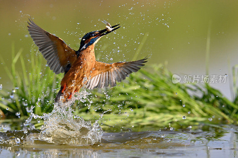 翠鸟(Alcedo atthis)